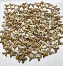 Lot Of 100 Authentic Otodus obliquus Fossil Shark Teeth Genuine Eocene Morocco 