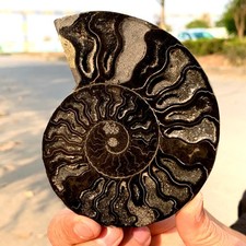 133G Natural carbonized ammonite fossil snail slice specimen from Madagascar