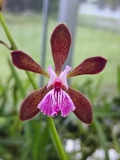 Encyclia phoenicia ‘Ecuagenera’ Purple Amber Fragrant Orchid Species 4.5” Pot