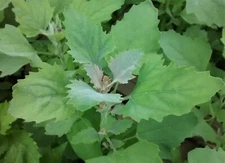 Organic Lambs Quarter, 400 Seeds, Fresh Harvest Oct '24