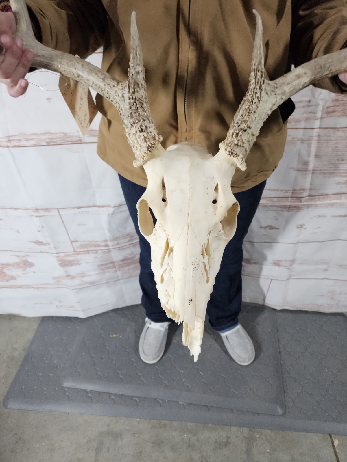 Wild 8 Point Whitetail Deer Antler Rack Horn Skull European Mount Man Cave 133"