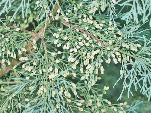 Cupressus funebris | Chinese Weeping Cypress | 20 Seeds - Picture 5 of 5