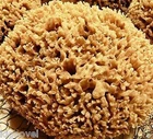 Natural Sponge 17cm ..^ GREECE NEW Sponge Sea Luxurious