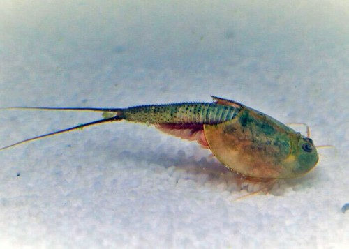Triops Longicaudatus schwarzes Starterkit Ultra von Triops King - Bild 5 von 27