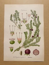 1886 ANTIQUE PICTURES LITHOGRAPH ART PRINT BOTANY FLOWER FLORA NATURE DECO PO...