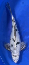 13-inch Bekko Koi, Very vibrant and strong presence. Black Swamp Koi Farms