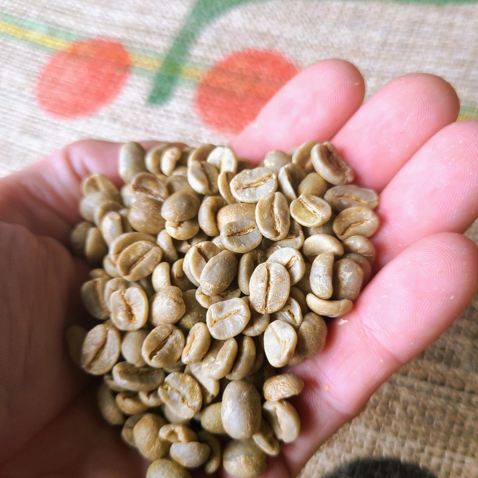 BRAZIL MOGIANA COFFEE BEANS UNROASTEDGREEN COFFEE BEANS eBay
