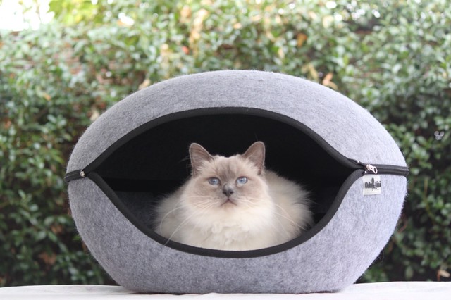 cat pod