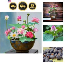 Lotus Seeds Water Plants Pond Garden Indoor Outdoor Blooming Flowers