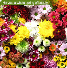 160000+ Wildflower Seeds Planting - 4oz Varieties Including Sunflower, Lavend... 100.48 per gallon