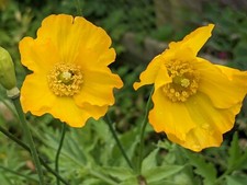 Welsh Poppy - Meconopsis cambrica  X 100+ SEEDS Cottage Garden Flowering Plant