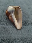 Hand Carved Sea Horse On Sea Shell — photo 5
