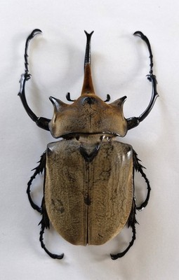 MEGASOMA ELEPHAS 122MM XXL A1 HARD TO GET NOW!!