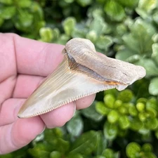 2.45”  Angustidens Shark Tooth - Summerville SC Land Site - High Quality