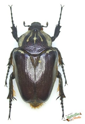 Goliath Käfer RIESIGES Goliathus goliatus SET x1 A - weibliche Insektenentomologie D3