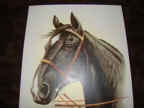 Antique Color Spanish Lithograph Print - Black Horse Head Study English Bridle - Picture 3 of 4