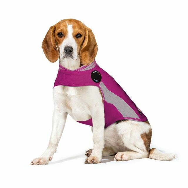 polo dog jacket