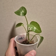 Cebu Blue Pothos - Epipremnum pinnatum - Starter Plants EXACT PLANT - 2.5 Inch