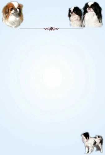 Novelties Japanese Chin Collectables