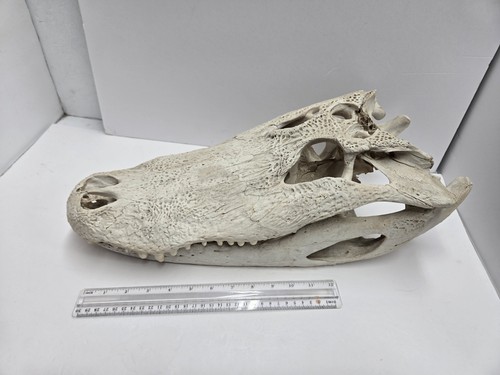 19"+ REAL HUGE American ALLIGATOR Skull Taxidermy Specimen Head Mount Inches