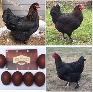 10 French Standard Black Copper Marans Hatching Eggs Cedar Hill Marans