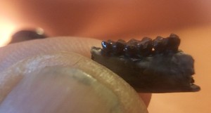 Rare Early Haplomylus mammal fossil tooth 55 Million Skull Jaw  Rare teeth