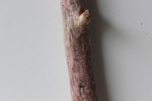 Treibholz Schwemmholz Driftwood 1 XL Ast Garderobe Dekoration - Bild 4 von 12