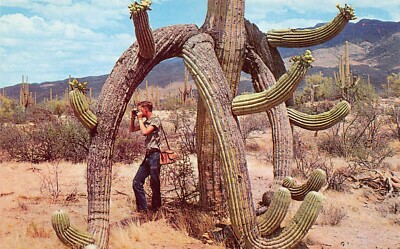 Sonora Desert AZ Arizona Saguaro Cactus Succulent Southwest Vtg Postcard Z5