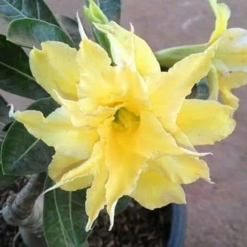 Adenium Obesum Desert Rose Seeds RARE "Golden Phoenix" 5 SEEDS NEW to