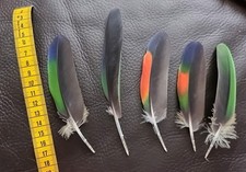 Papageienfedern Venezuela Amazonen Exclusiv Bunt Vogelfeder