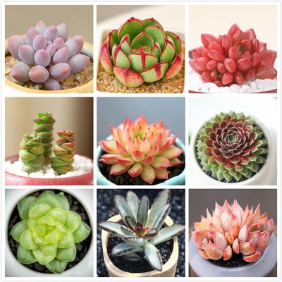 Live Succulent Lithops Cactus Pseudotruncatella Ornamental Plant