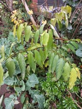 Kakipflaume Kakibaum 10 Samen - Diospyros kaki - Sharonfrucht frosthart Türkei