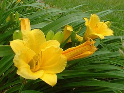 5 Re-blooming Stella D'Oro Daylily ~Mini/Border lily~Winter Hardy