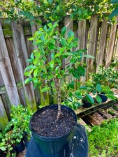 Tigerbark Ficus Bonsai Tree aerial roots  5 years Ariel