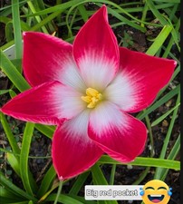 1 BULB BIG RED PACKET ZEPHYRANTHES ROSEA .FLOWERING SIZE. PHYTO