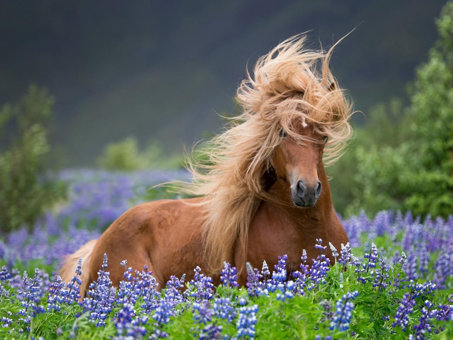 Wall Photographic Print Horse Running by Lupines. Purebred Icelandic Horse in...