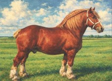 Ardennes Stallion, Foaled 1934 "Basall" 4X6 Art Postcard.