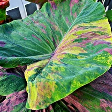 Colocasia Bulb Tujinda New Hybrid Tuber (Includes All Import Duties And Taxes)