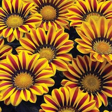 Exotic Gazania Flower Seeds - 100+ Seeds to Grow - Made in USA, Ships from Iowa
