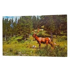 Postcard Elk Deer In Woods Chrome Unposted