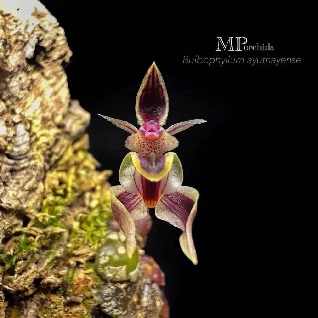Philippines Bulbophyllum ayuthayense Rare Miniature Species Orchid Terrarium Plt
Opens in a new wind
