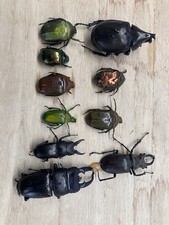 Konvolut verschiedener K&auml;fer A1 &ndash; Nasspr&auml;parate in Alkohol  Entomologie Sammlung