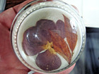 Lot of 2 Vintage Glass Dome Paperweights-1-Mini Sea Shells & 1-Dried Flowers- — photo 4
