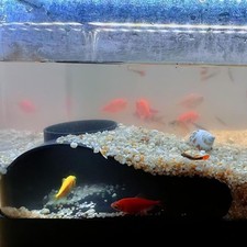 Under Gravel Tunnel Aquarium Underground Tunnel Cave