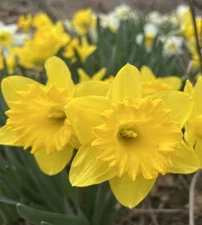 5 - Giant King Alfred TRUMPET DAFFODIL Narcissus Flower Bulbs / 4 Inch + Blooms