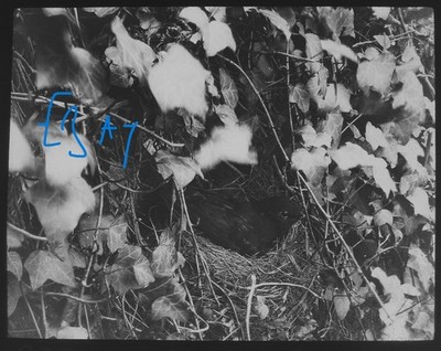 Foto EINE AMSEL AUF IHREM NEST UM 1910 Magische Laternenfolie FRÜHVOGELSTUDIE