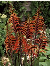 12 x Chasmanthe Floribunda African Flag Bulbs - Cobra Lily Stunning Perennial
