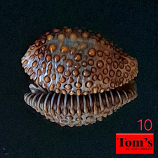Cypraea jenneria pustulata #10  21.3mm BIG! GORGEOUS BEAUTY from Panama