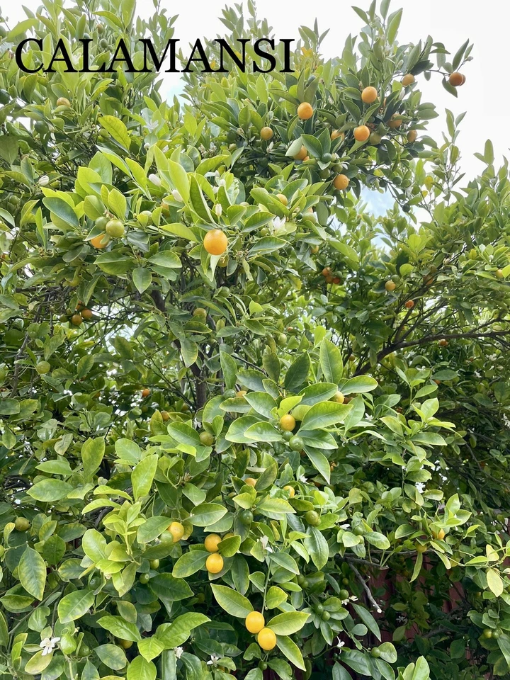 CALAMANSI TREE CUTTINGS [Rooting/Grafting] - Image 3 of 4