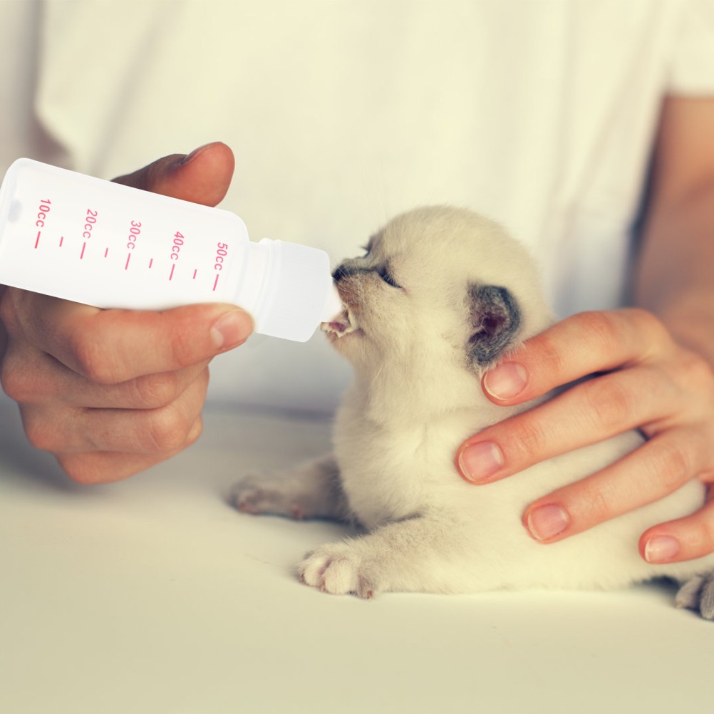 5 set di biberon per cani e gatti. Accessori per animali domestici foto 5